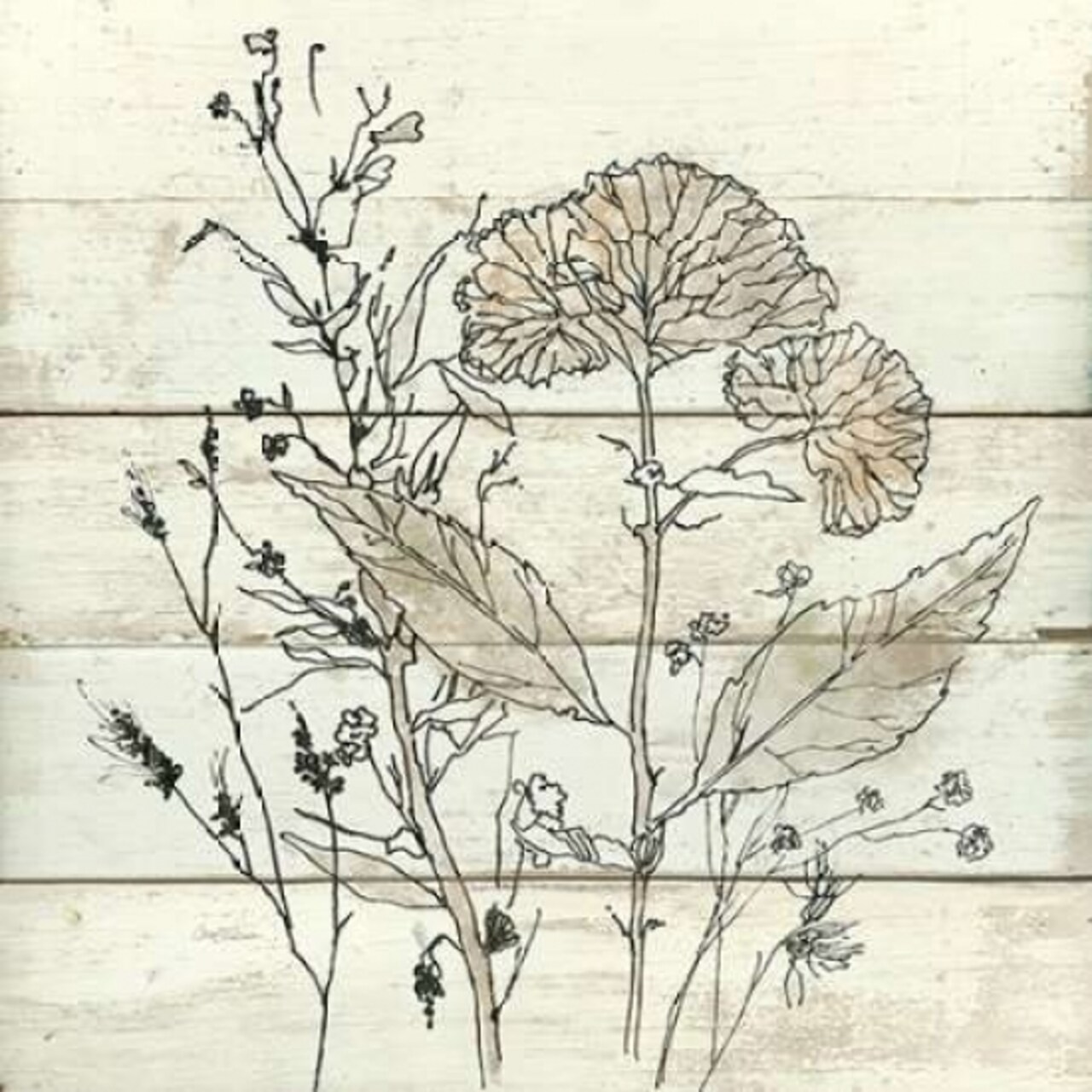 Dried Flower Study Poster Print by Carol Robinson - Item # VARPDX17484